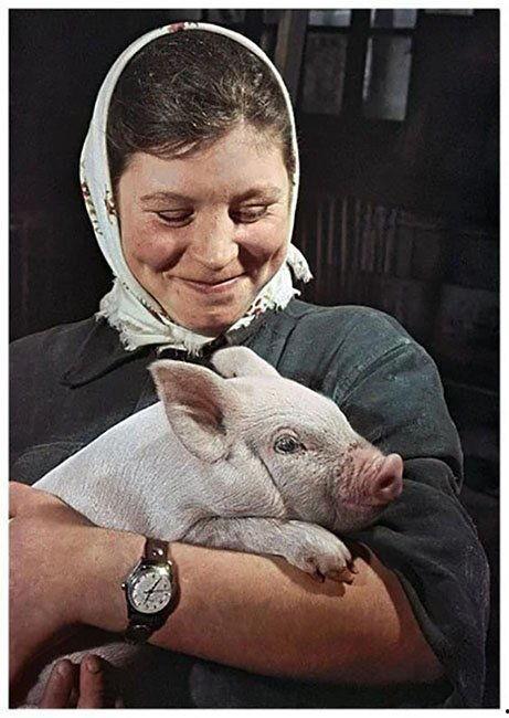 小猪崽子的爆料视频播放,幕后真相大曝光  第3张